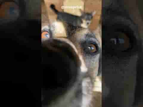 Вольерные тусовки собак из приюта Щербинка 😹