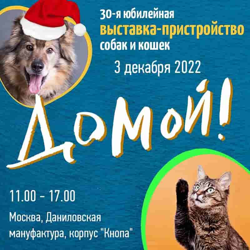 Приходите на фестиваль питомцев из приютов 03.12 познакомиться с Лёвой и Фанком из приюта Щербинка