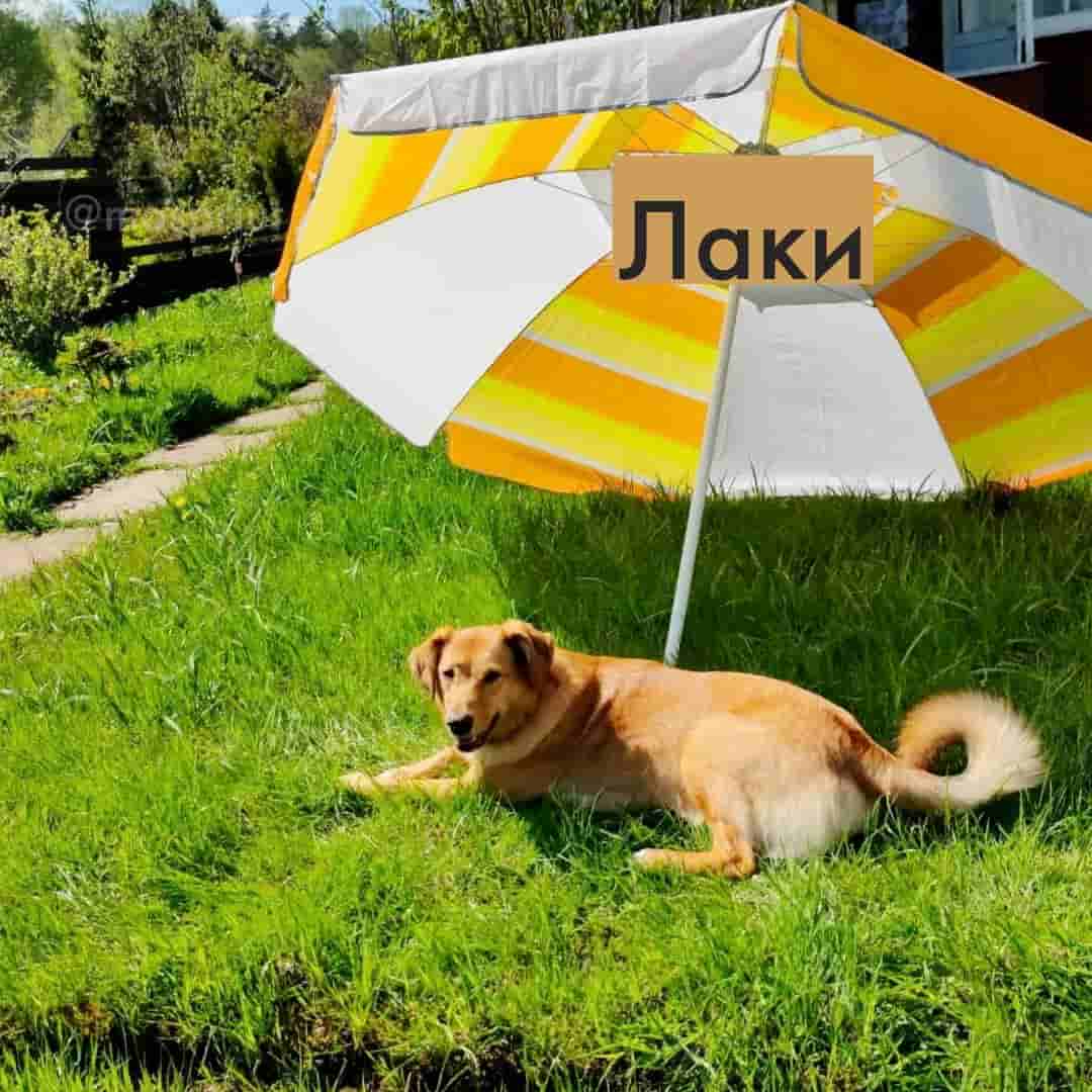 Привет из дома от Лаки, Милли и Мэри