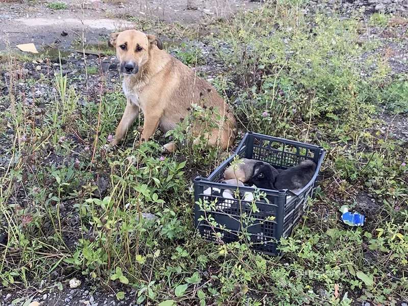 Щенку Юленьке из нашего приюта, которую подбросили в коробке нужна помощь в оплате стационара | Приют Щербинка для бездомных животных (собак), Бутово, Москва, ЮЗАО