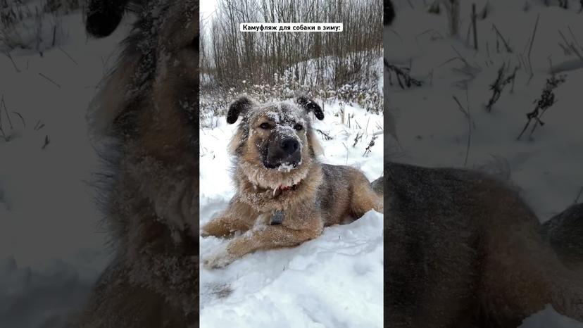 Видео «Ушастик Лютик из приюта Щербинка обожает валяться в сугробах 🥰 #собакаизприюта #смешныесобаки»