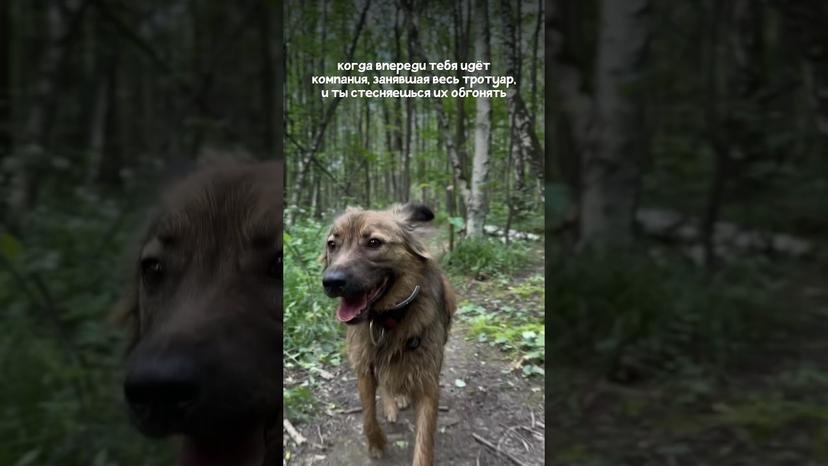 Видео «Пёс Лютик из приюта для собак Щербинка на прогулке стесняется обгонять людей впереди»