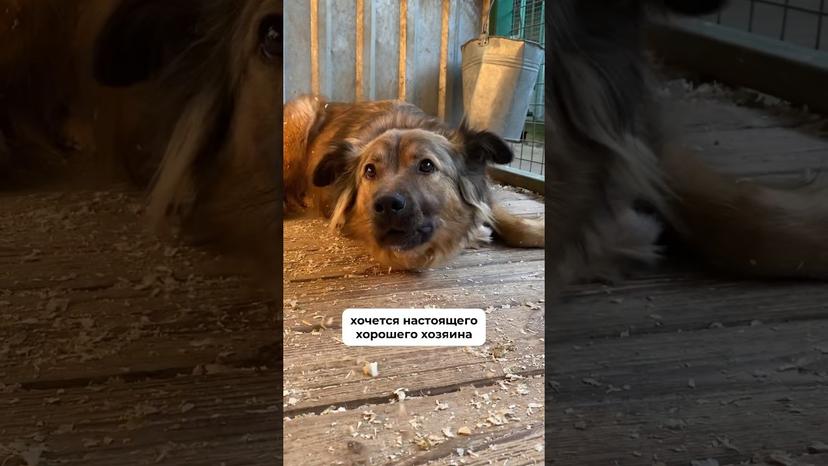 Видео «Лютик из приюта Щербинка рассказывает о своих ужасных 2 годах жизни в приюте 😞 #собакаизприюта»