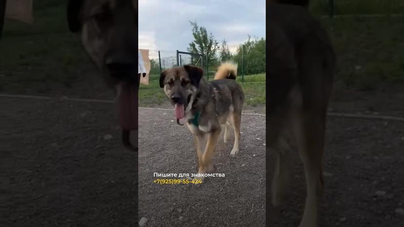 Видео «Уле из приюта для собак Щербинка показывает какой он послушный и умный. Приезжайте на знакомство»