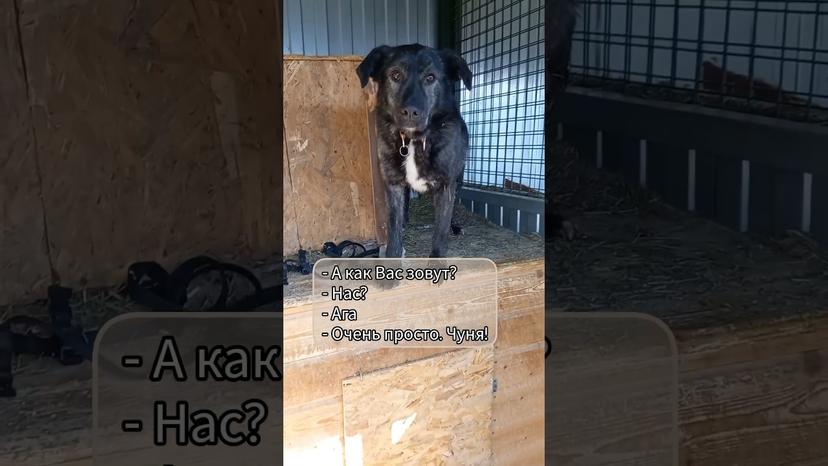 Видео «Чуня из приюта Щербинка - смышленая и добрая собачка с уникальным окрасом и характером #приютсобак»