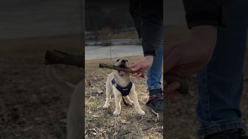 Видео «Маленький бездомный щенок Ивашка хочет стать домашним и любимым ❤️ #собакаизприюта #щенокизприюта»