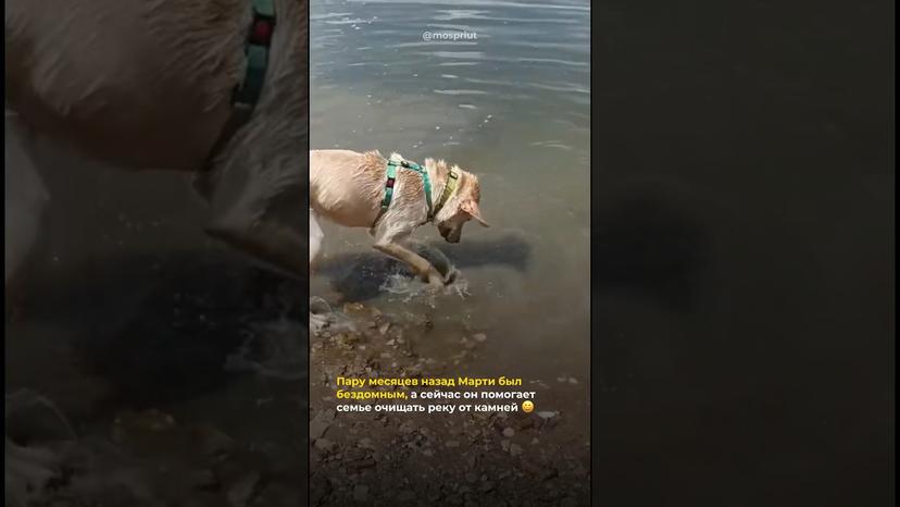 Видео «Марти из приюта для собак Щербинка помогает своей новой семье очищать реку от опасных камней 😀»