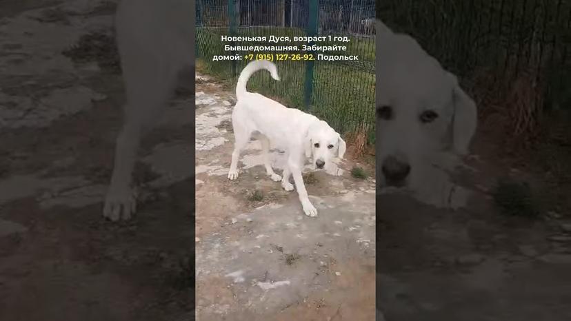 Видео «Новенькая Дуся на передержке. Скорее забирайте её пока она ещё помнит, что такое домашняя жизнь»