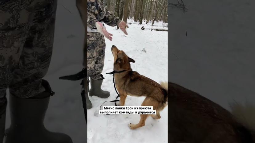 Видео «Трой из приюта Щербинка пережил предательство и готов заново дарить любовь новым хозяевам #shorts»