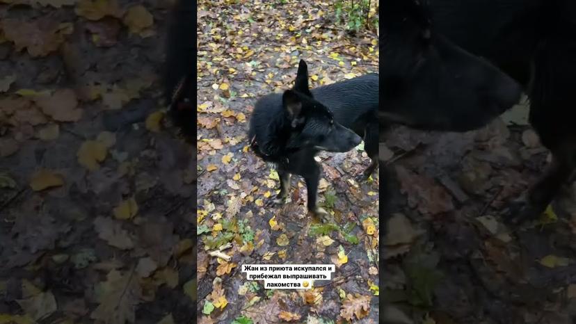 Видео «Жан из приюта Щербинка не упустит возможности искупаться в пруду или луже #shorts #mospriut»