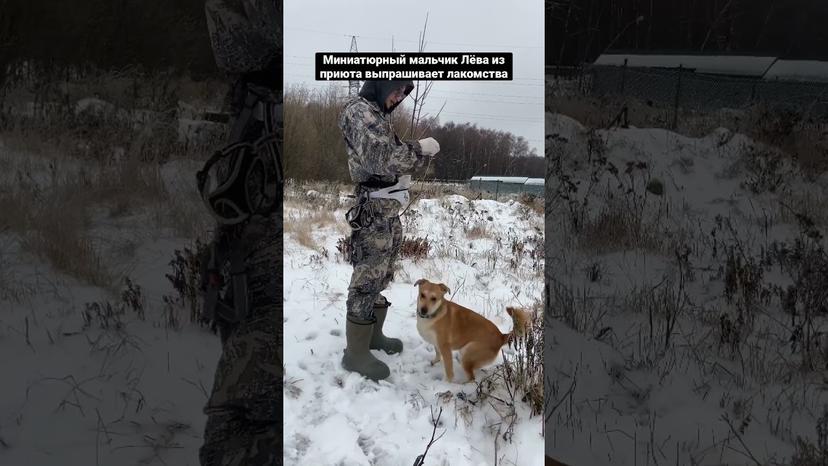 Видео «Лёва из приюта Щербинка обладает небольшим размером и очень красивым нежно-рыжим окрасом #shorts»