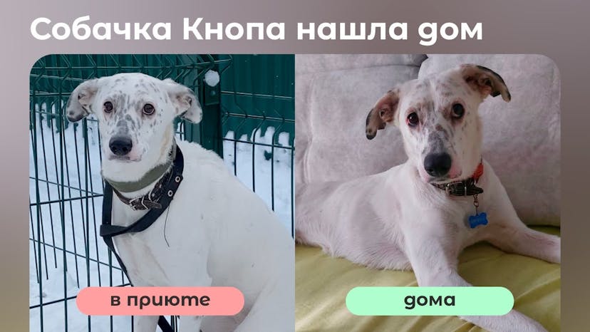 Видео «Кнопа из приюта для собак Щербинка нашла дом после потери хозяйки и веры в людей»