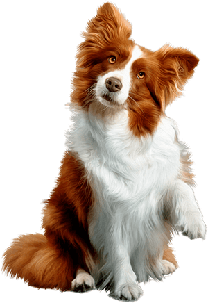 Пушистая собака, поднимающая одну лапу