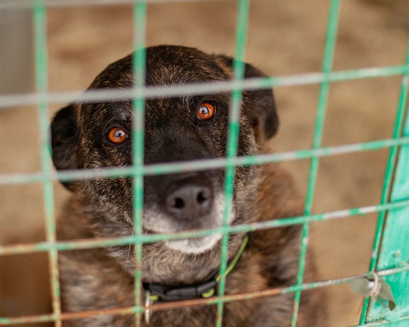 Изображение с сайта mospriut, презентующее рубрику страницы "Вопрос-ответ" - Приюты