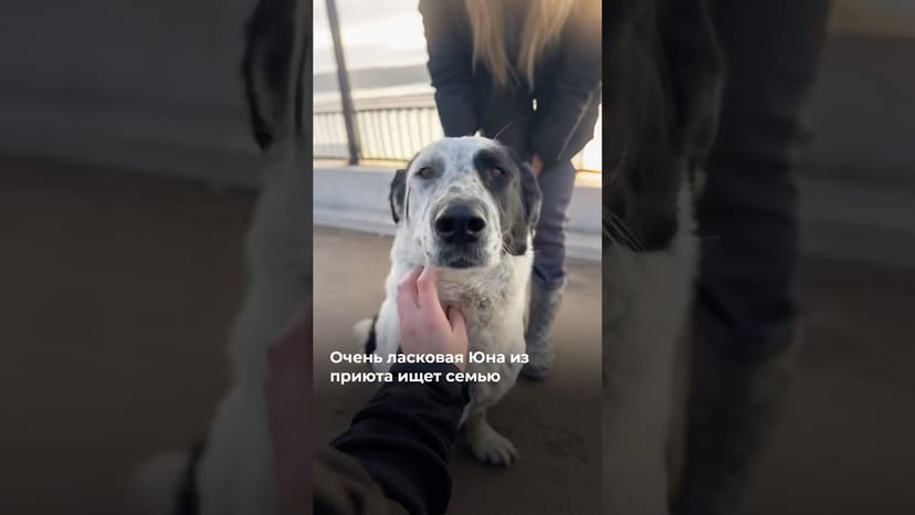 Видео «Юна попала в приют Щербинка (Москва) совсем недавно и ищет любящую семью @mospriut»