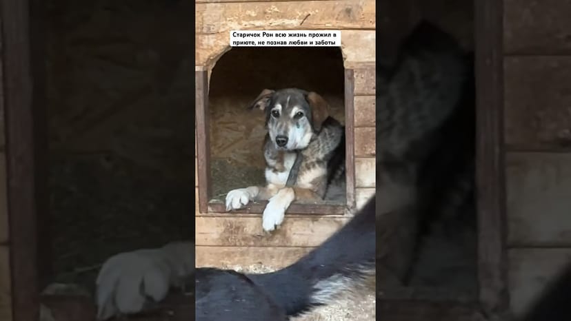 Видео «Рон - один из старичков в приюте для собак, проживший в нём всю свою жизнь и не познавший заботы 😞»