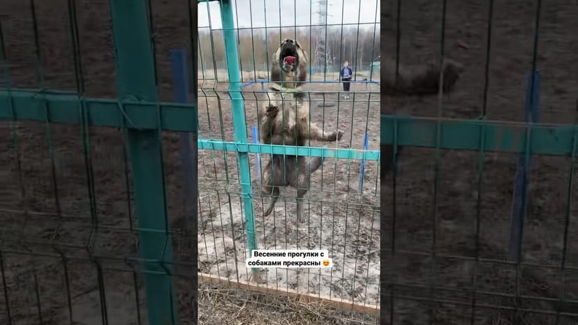 Видео «Весенние прогулки с собаками из приюта Щербинка полны веселья 😅 #собакаизприюта #приютщербинка»