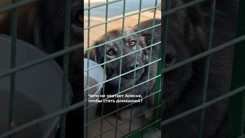 Видео «Аляска из приюта Щербинка уже несколько лет ищет хорошую семью 😥 @mospriut»