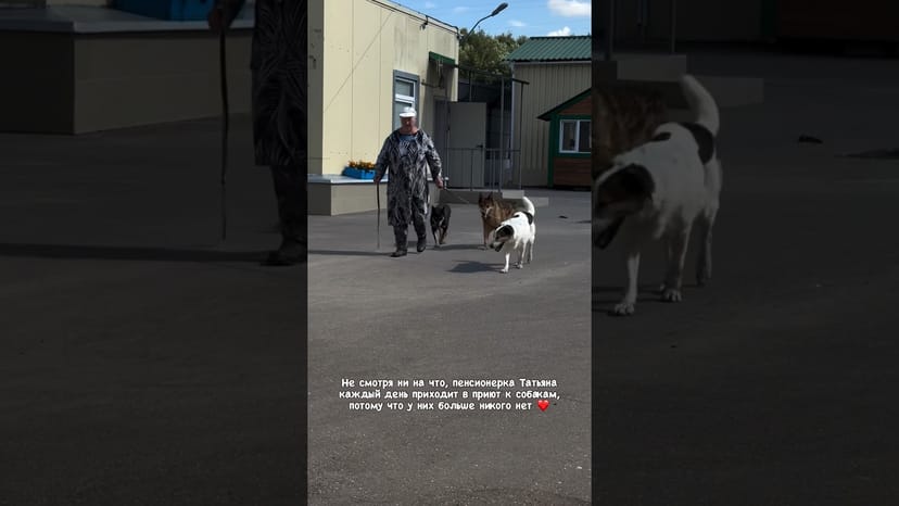 Видео «Пенсионерка Татьяна, несмотря ни на что, приходит к своим подопечным собакам а приют Щербинка»