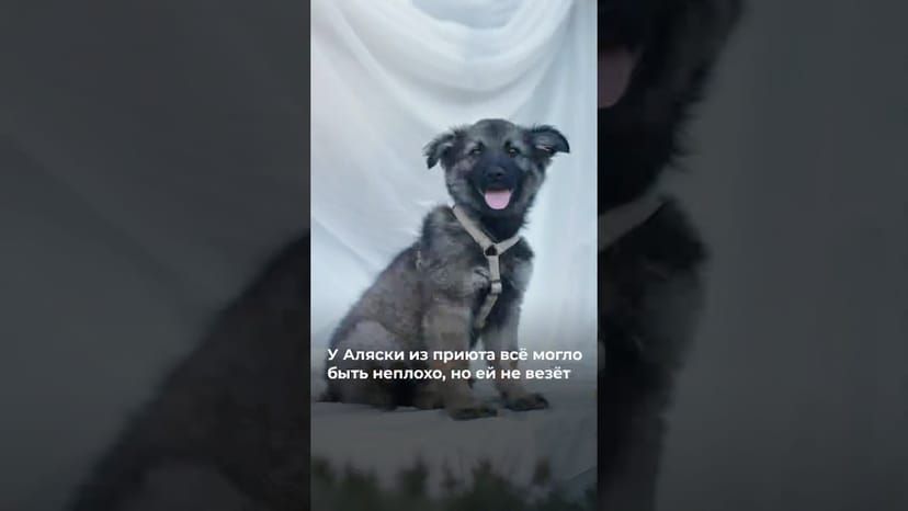 Видео «Неужели собачка Аляска из приюта Щербинка такая невезучая и незаметная? @mospriut»
