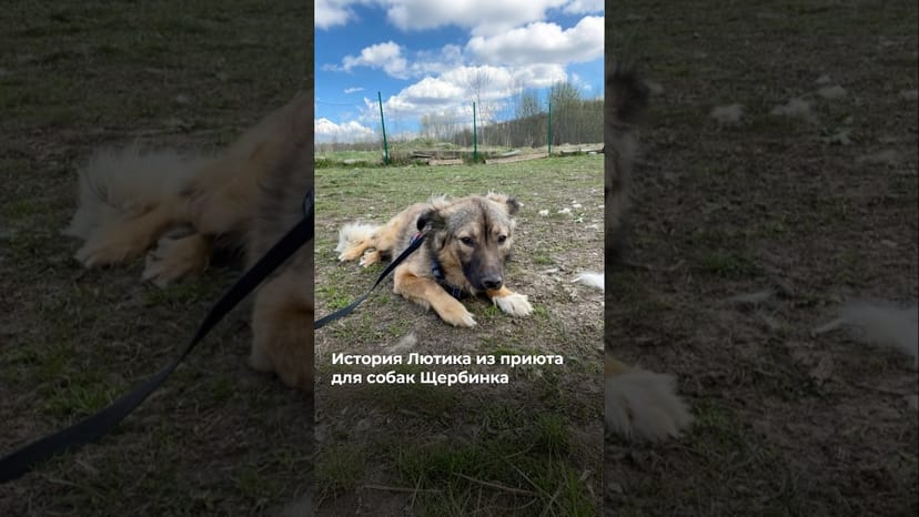 Видео «Лютик попал в приют совершенно запуганным и недоверчивым псом, но смог обрести семью @mospriut»