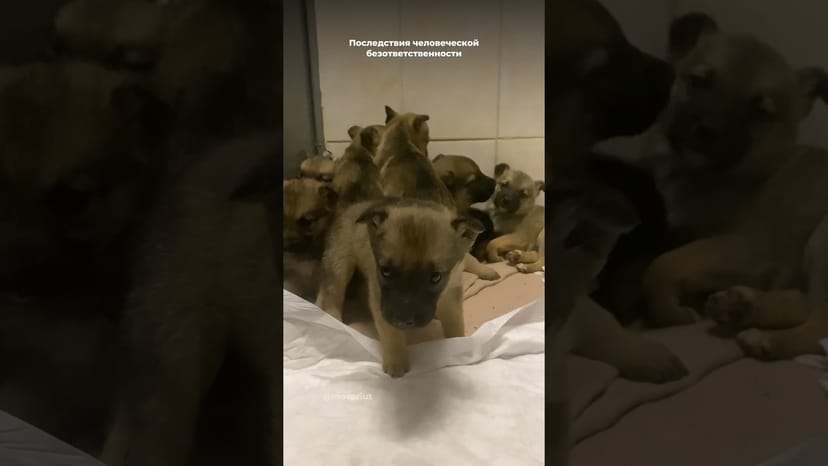 Видео «В приютах маленьким щенкам не место! Щенков выкидывают и подкидывают, а можно этого избежать!»