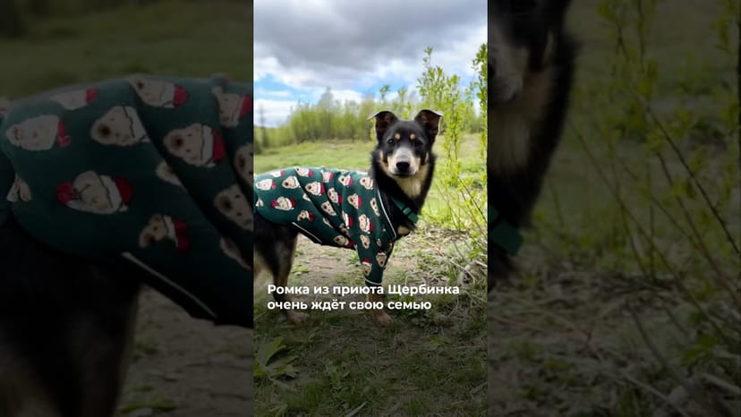 Видео «Ромка из приюта Щербинка не домашний, а пока только мечтает стать любимым членом семьи @mospriut»