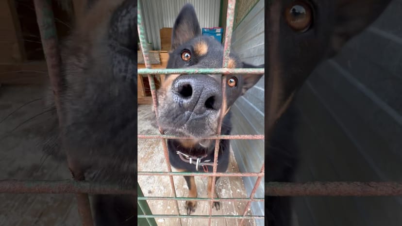 Видео «Цезарь из приюта Щербинка проверяет не принесли ли ему что-то вкусненькое 🥰 @mospriut»