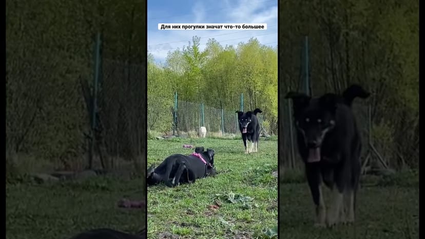 Видео «Лара и Марта из приюта Щербинка резвятся на прогулке 🤪#собакаизприюта #приютдлясобак #приютщербинка»