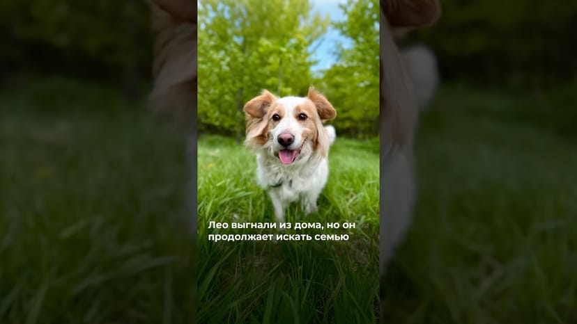 Видео «Спустя несколько лет домашней жизни, Лео просто выдворили из дома, как ненужную вещь @mospriut»