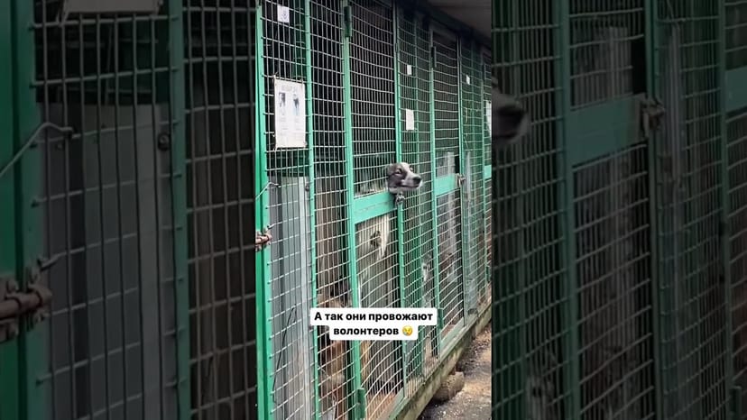 Видео «Собаки из приюта Щербинка встречают и провожают волонтеров с очень трогательными эмоциями #shorts»