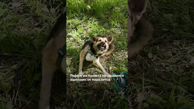 Видео «Овчарочка Тоффи из приюта Щербинка недовольна, что на неё надели ошейник от паразитов @mospriut»