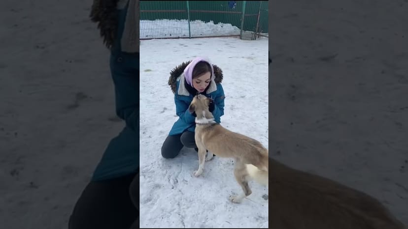 Видео «Вы ещё не волонтёр приюта для собак в Щербинке? После этого видео вы обязаны им стать! #приютсобак»