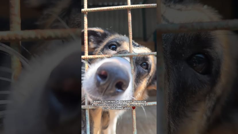 Видео «Собачка Эрна из приюта для бездомных животных Щербинка готова стать вашим лучшим другом на всю жизнь»