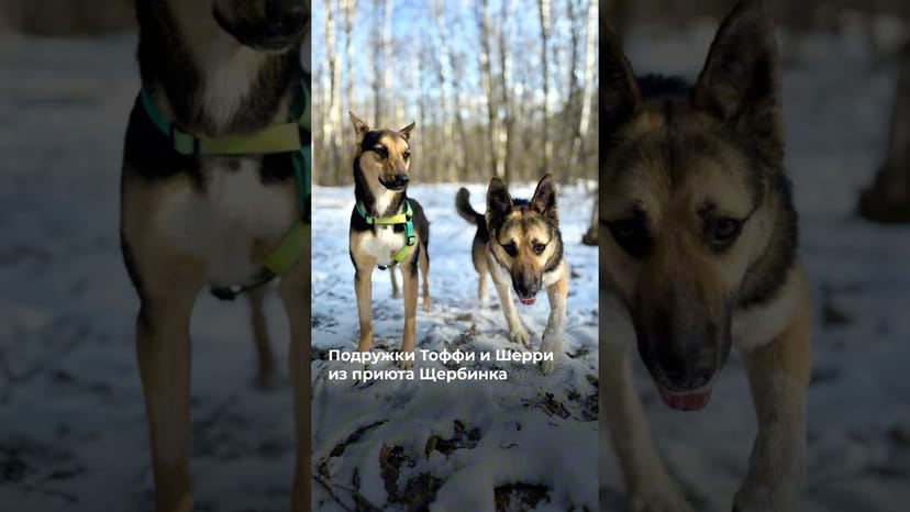 Видео «У вас такое было? Собаки Тоффи и Шерри из приюта Щербинка на прогулке»