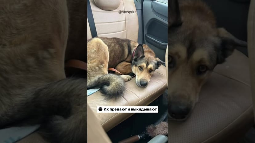 Видео «Самые бесчеловечные способы попадания собак в приют Щербинка на наглядных примерах #shorts #mospriut»