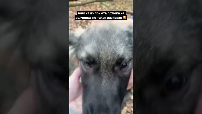 Видео «Аляска (Аля) из приюта Щербинка готова к переезду в новый дом и радовать своих новых хозяев»