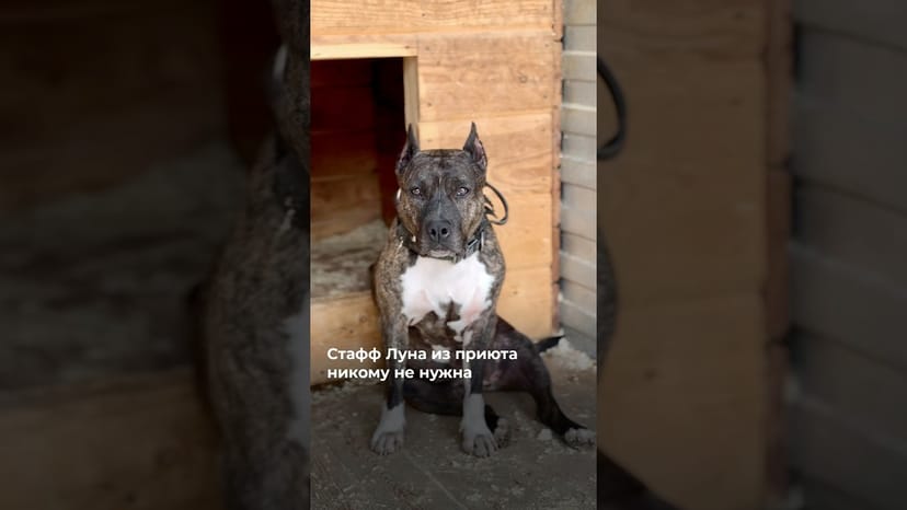 Видео «Луна стала никому не нужна после потери хозяина 😥 Ждёт семью в приюте Щербинка @mospriut»
