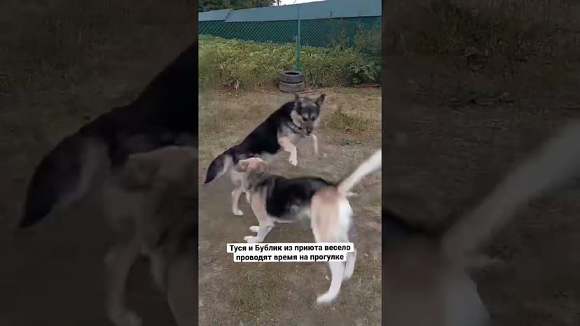 Видео «Туся и Бублик из приюта Щербинка хорошо спелись друг с другом и весело играются и бегают на прогулке»