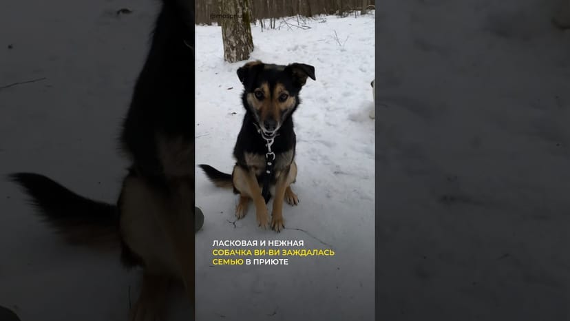 Видео «Может быть после этого видео кто-то заметит Ви-ви из приюта Щербинка и захочет забрать её домой»
