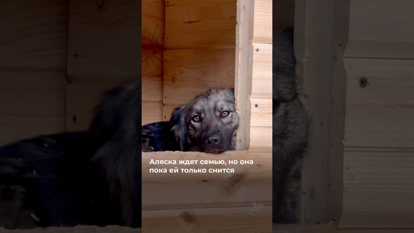 Видео «Добрая и ласковая Аля ждёт семью в приюте для собак Щербинка @mospriut»