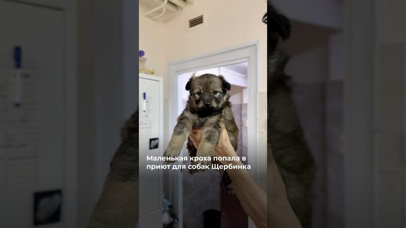 Видео «Маленькую кроху принесли к приюту Щербинка и сообщили, что нашли её на помойке 😥 @mospriut»