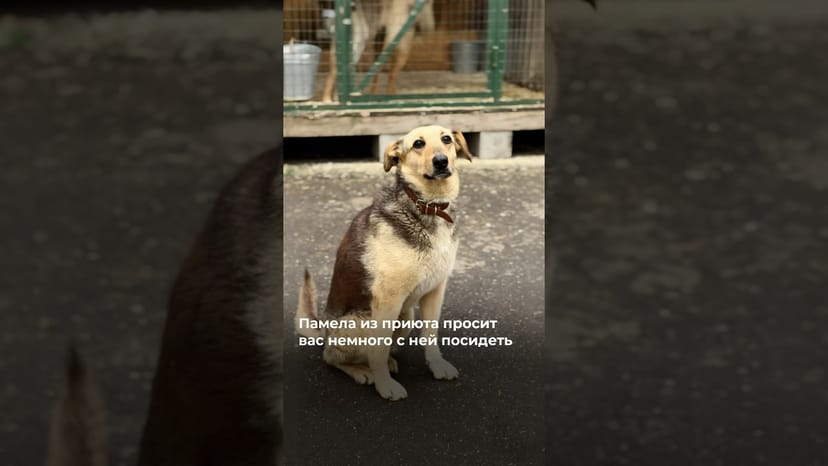 Видео «Проведите немного времени с приютской собачкой Памелой 🥰 @mospriut»