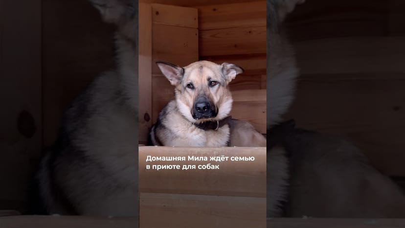 Видео «Домашняя Мила уже больше года ждёт новую семью в приюте для собак Щебирка 😢 @mospriut»