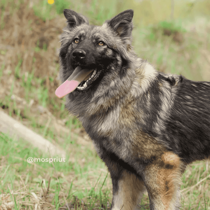 Голубошерстная, рыжеглазая красавица Аляска продолжает искать дом