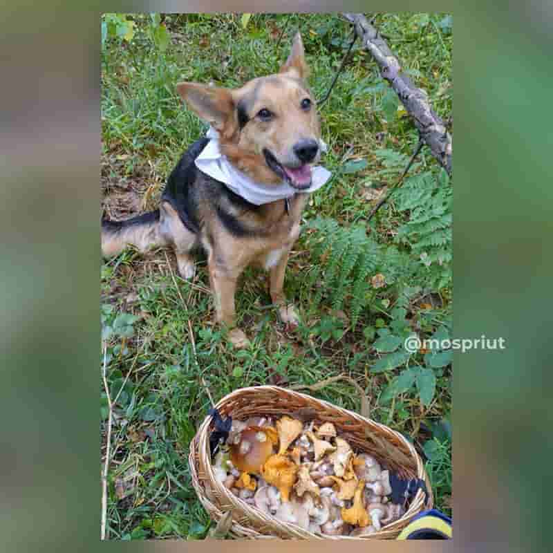 Грибной привет из дома от Купера, бывшего жителя приюта Щербинка