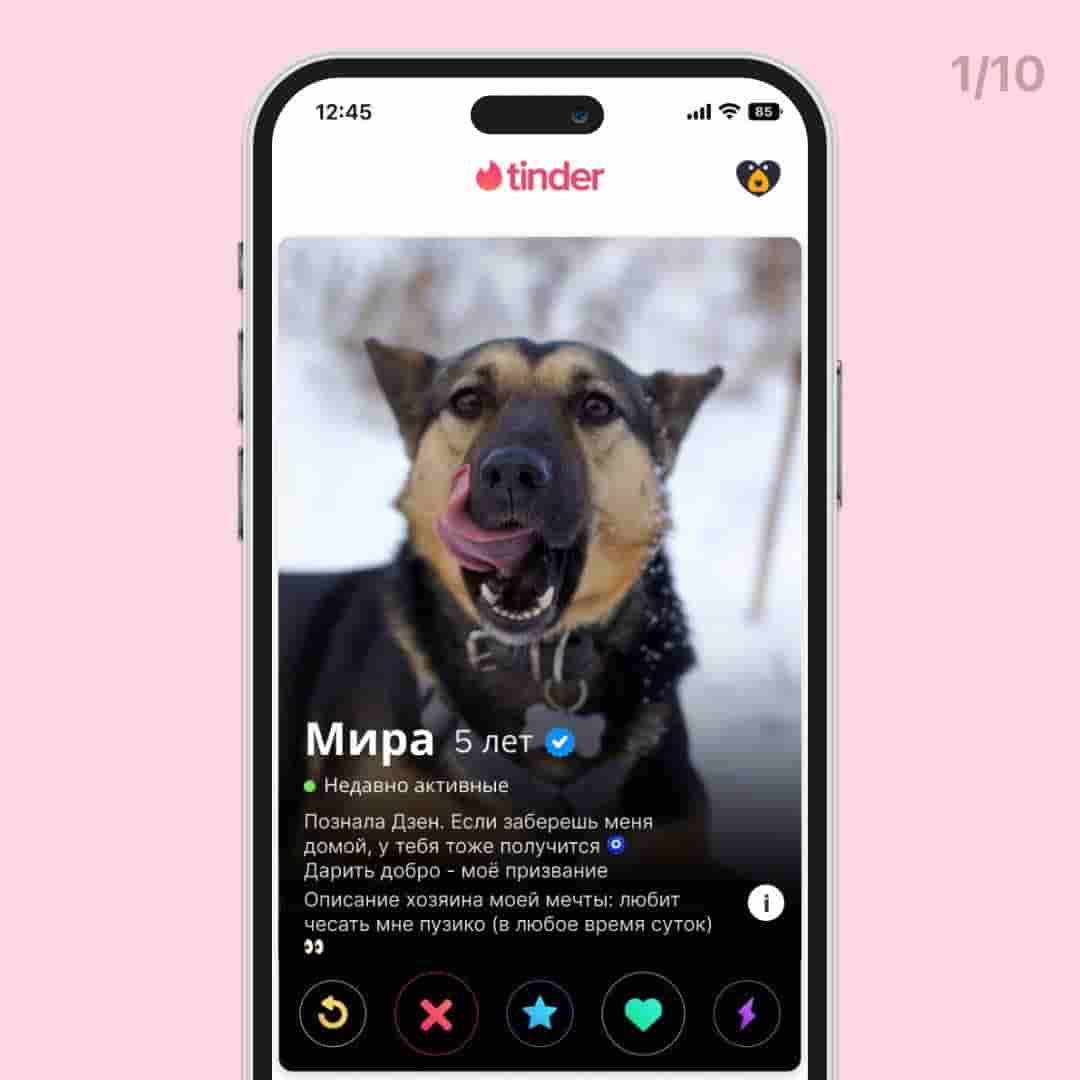 Мы решили представить, как бы выглядели профили собак из нашего приюта в Тиндере 🤭