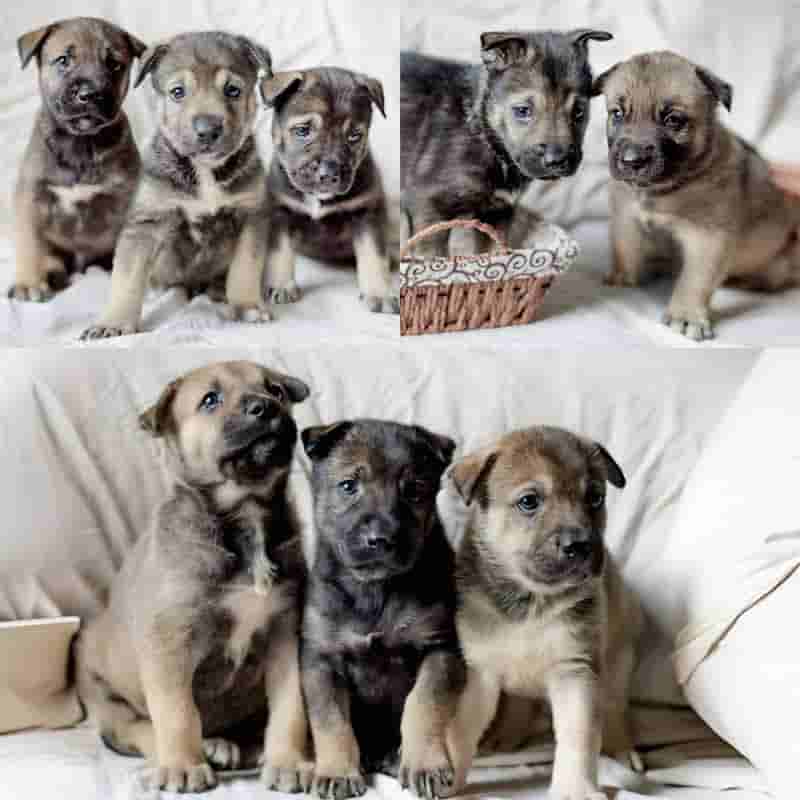 Ищут дом маленькие щенки, которых подкинули к приюту Щербинка в новорожденном возрасте