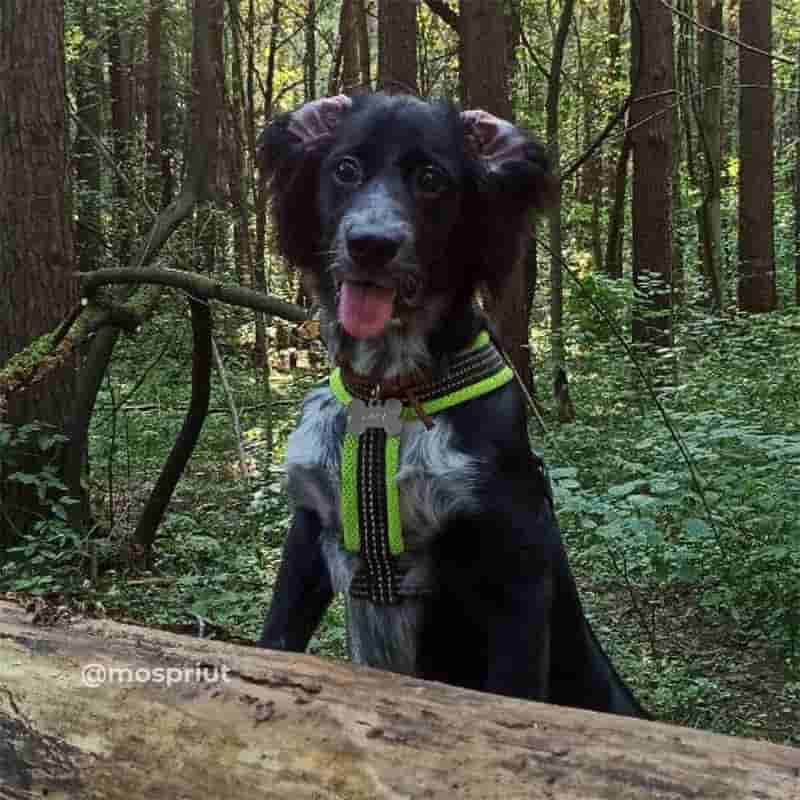 Щенок Бусинка стала домашней