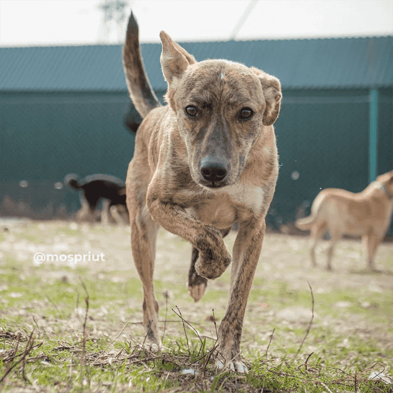 Окрас тигра, характер принцессы - знакомьтесь с собачкой Тигрой 🥰